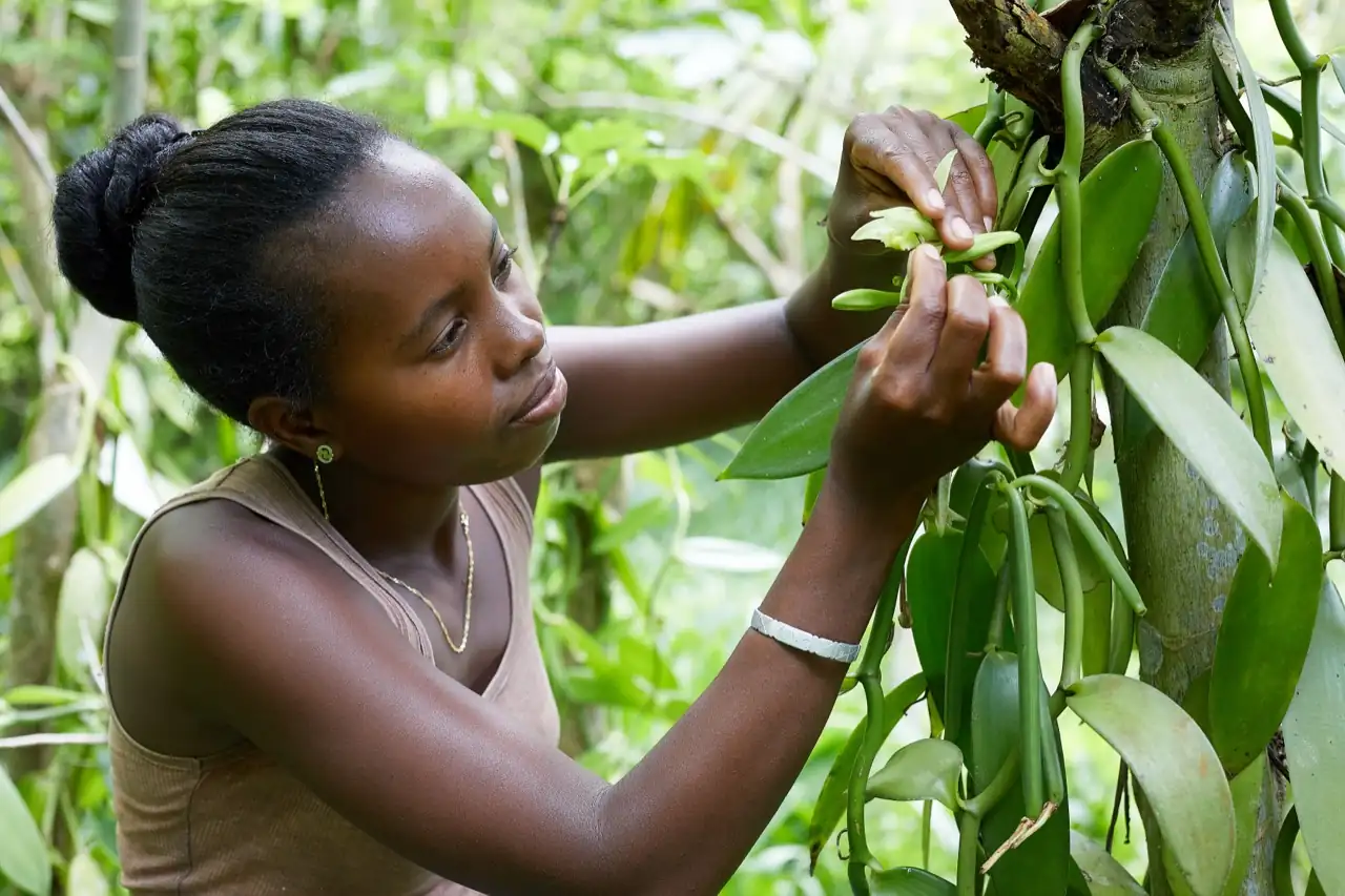 Une jeune femme s’occupe de fleurs de vanille à Madagascar