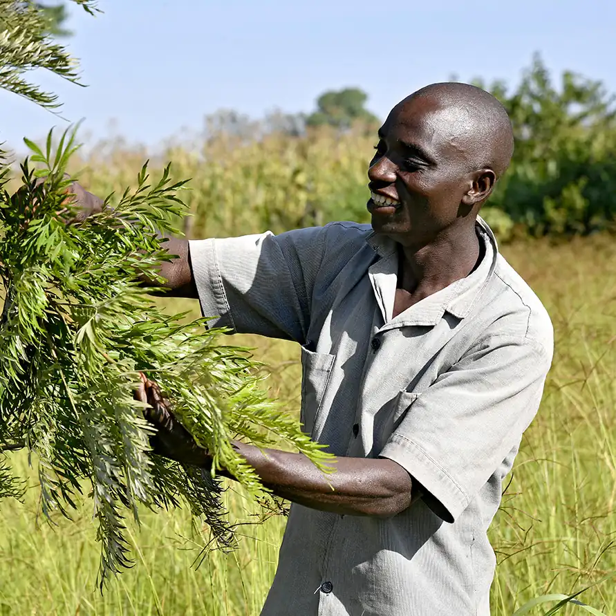 Un agriculteur kényan sourit en examinant un arbre dans son champ